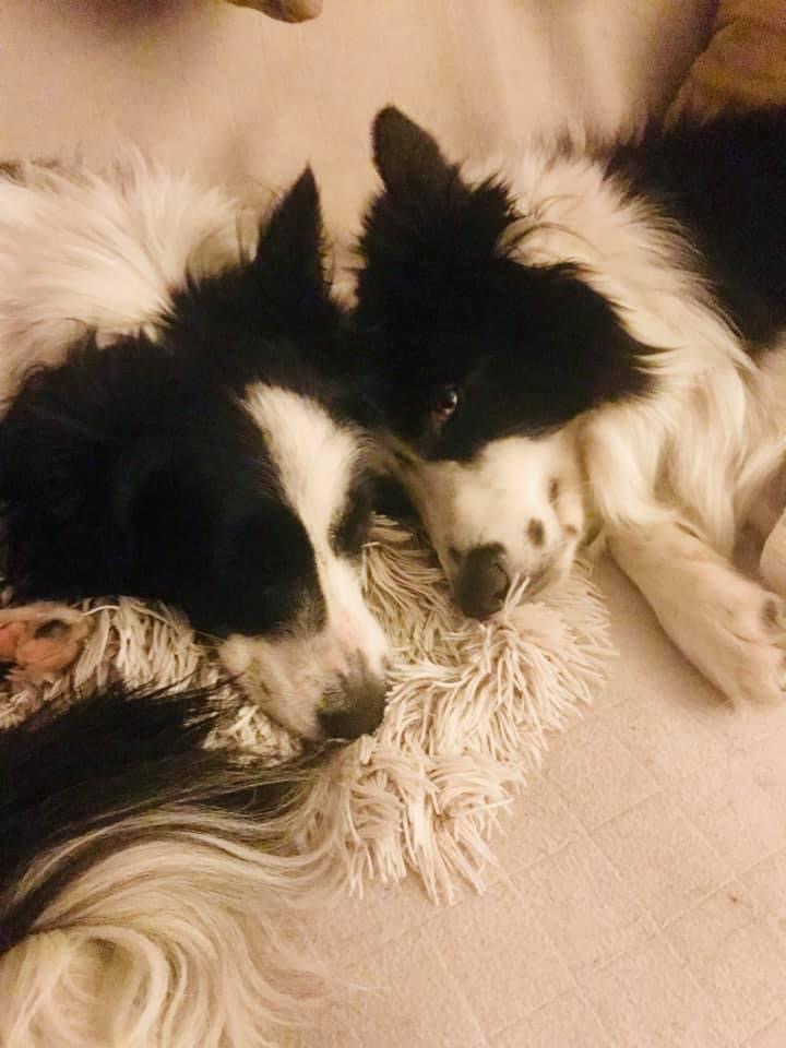 Ricky and Molly, the border collie lovingly laying next to each other with their head touching.