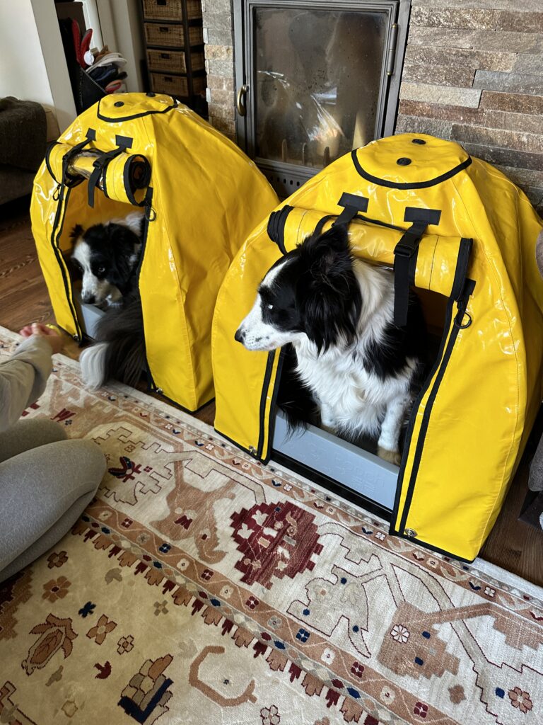 Two border collie sitting in the pillion pooch dog boxes while SophieS is training them.