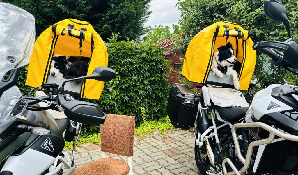 Two Triumph motorcycle with the dogs sitting in the dog boxes attached to the back of the bikes.