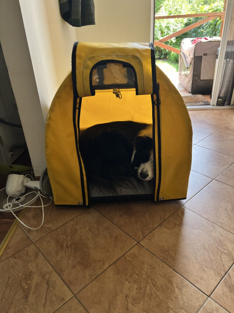 Ricky the border collie sleeping in his dog box at the open door of the house.