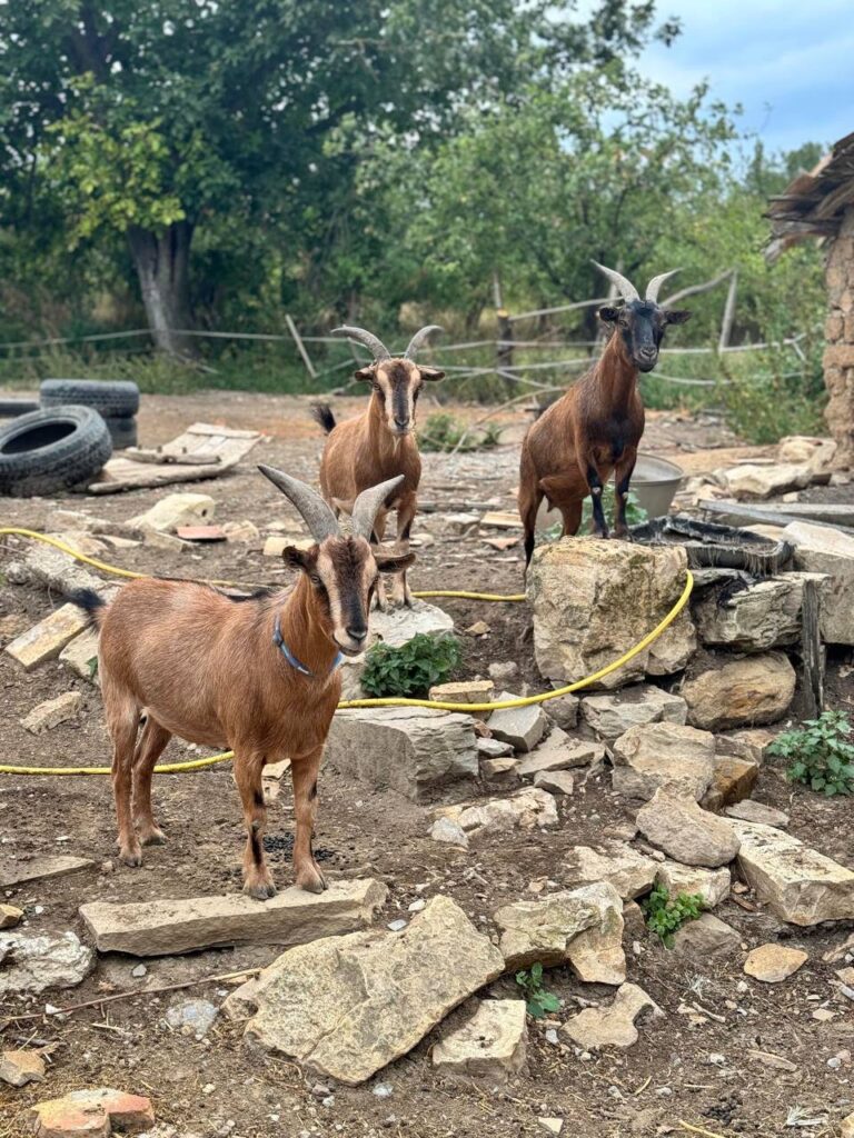 3 goats of the Serendipity guest house in Bulgaria.