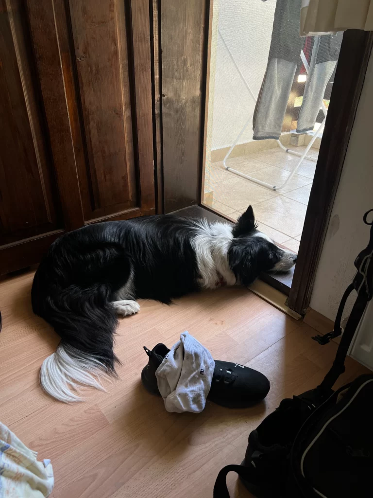 Molly is lying in the doorway with her chin on the sill.