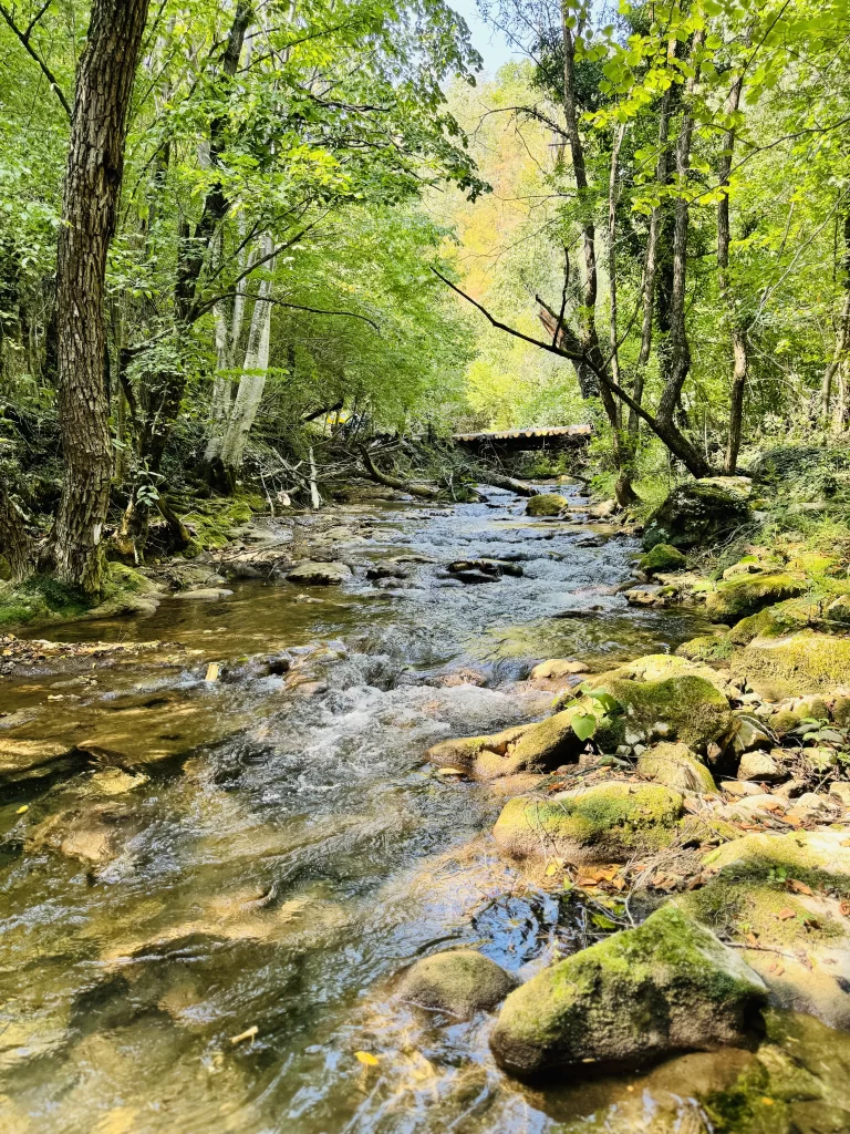 Nature scene with a stream running between the trees.