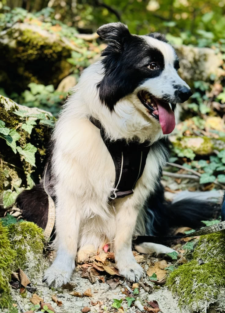 Ricky sitting in his harness he wears on a motorbike, and panting while surrounded by nature.