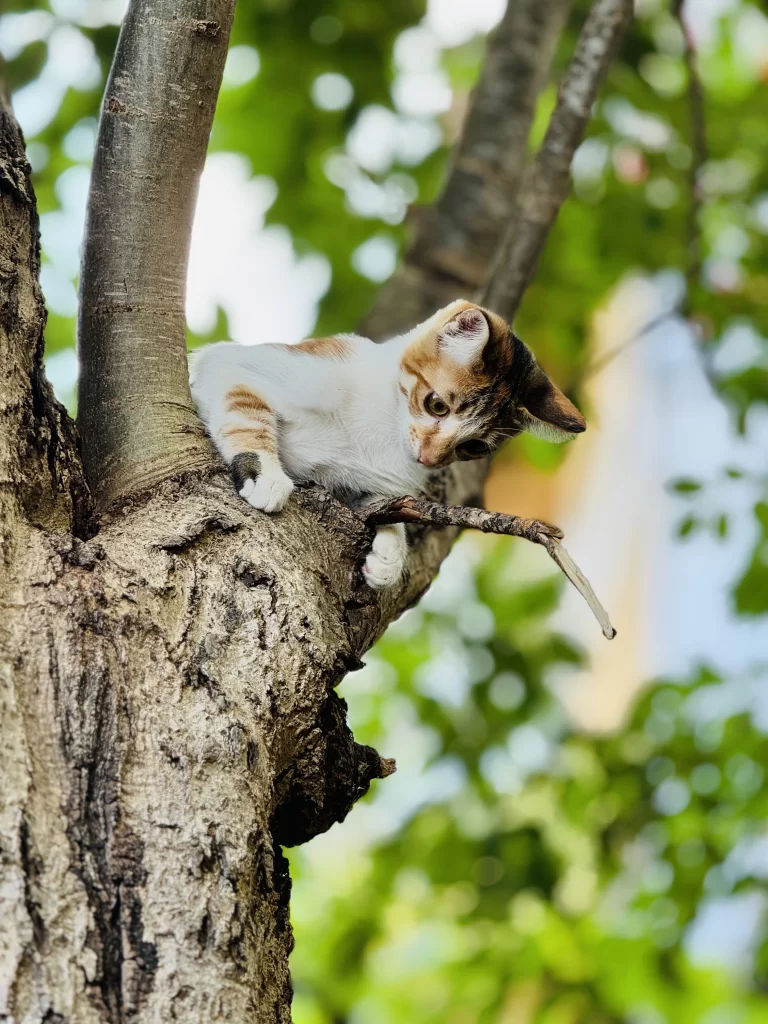 It didn't take long for our dogs to chase a local cat up a tree at the Villa Nasco Villa in Varna, Bulgaria