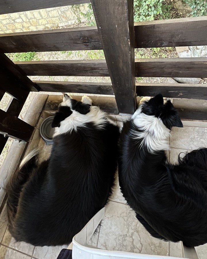 Ricky and Molly lying next to each other on a balcony, waiting for dinner to be served.