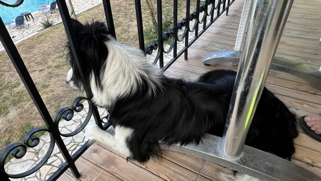 Molly lying down and watching from the balcony while her head is outside of the railing and leg is crossed over the table leg.