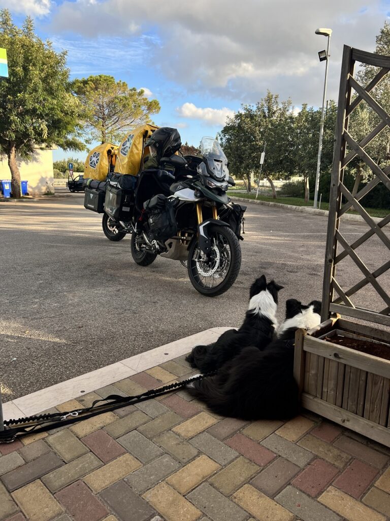 Kutyák pórázon a parkoló motorok mellett.