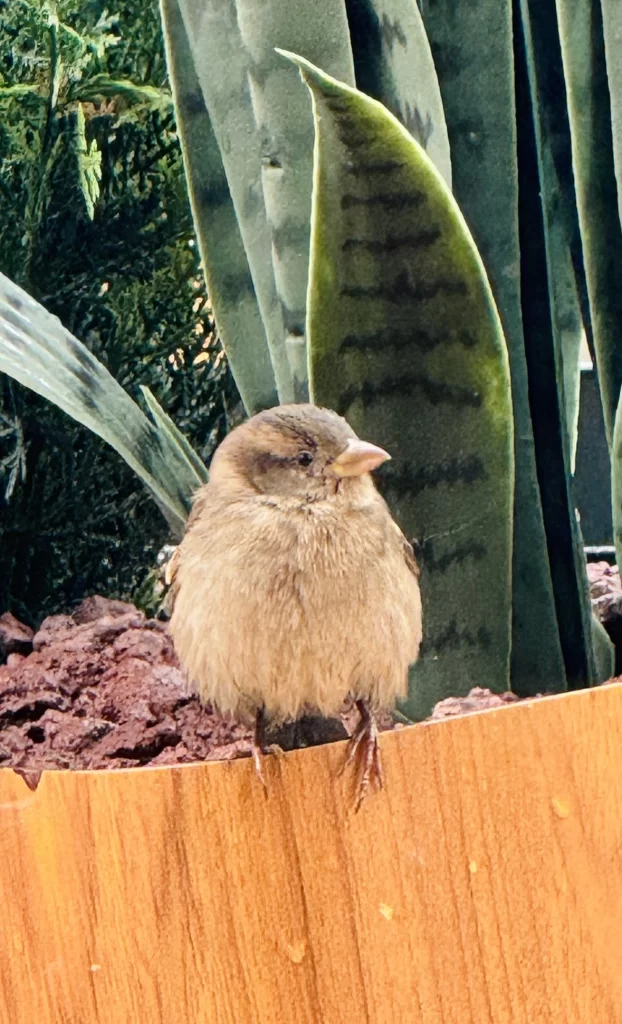 A sparrow in Macdonalds