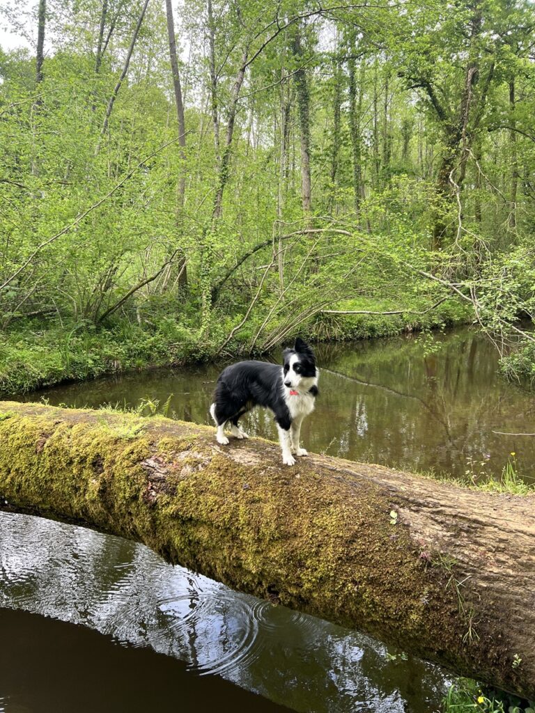 Molly a folyó felett kidőlt fatörzsön ácsingózik.