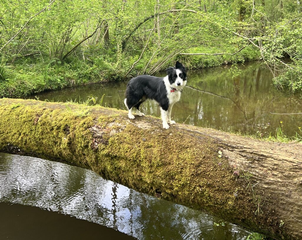 Molly egy folyón keresztbe dőlt fán álldogál a folyó felett.