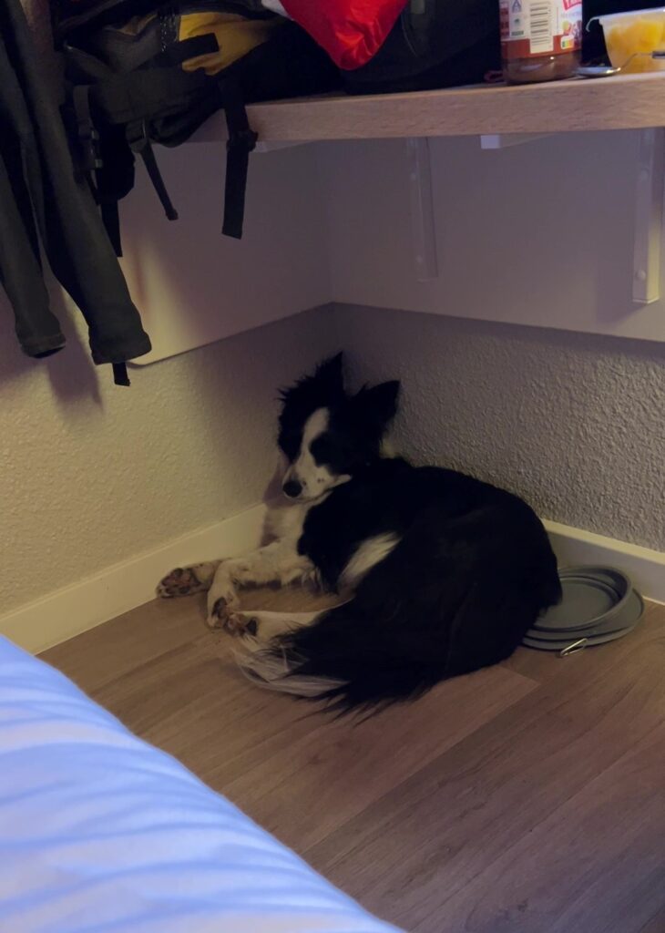 Molly kitekeredve alszik egy sarokban az Ibis hotel szobájában.