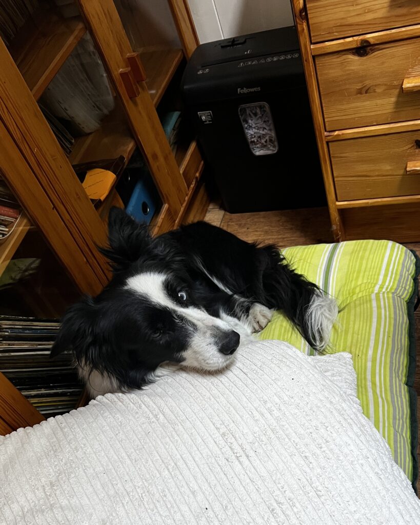 Molly bekuckózva a párnarengetegben.