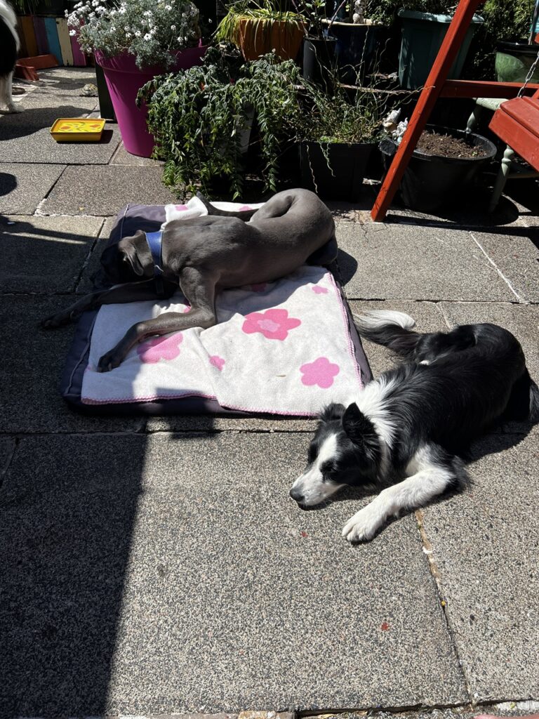 Ace és Molly sütkérezik a napon a hátsókertben.