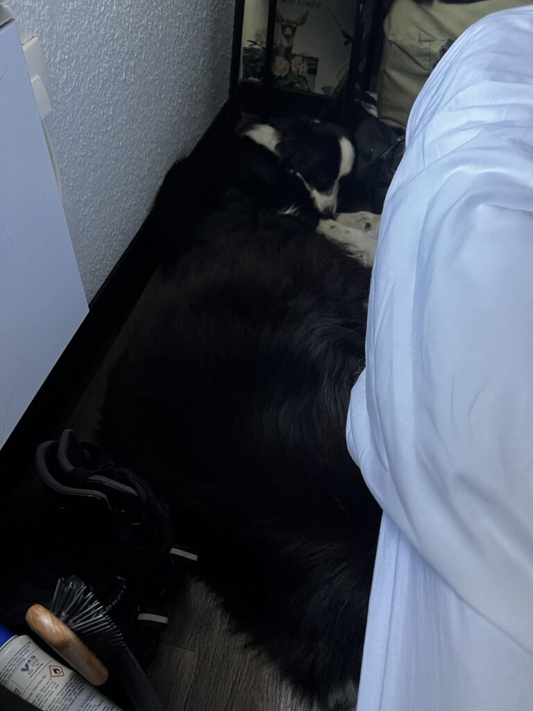 Kutyák bepréselve kicsi a rakás alapon a világ legkisebb hotelszobájában Calaisban.