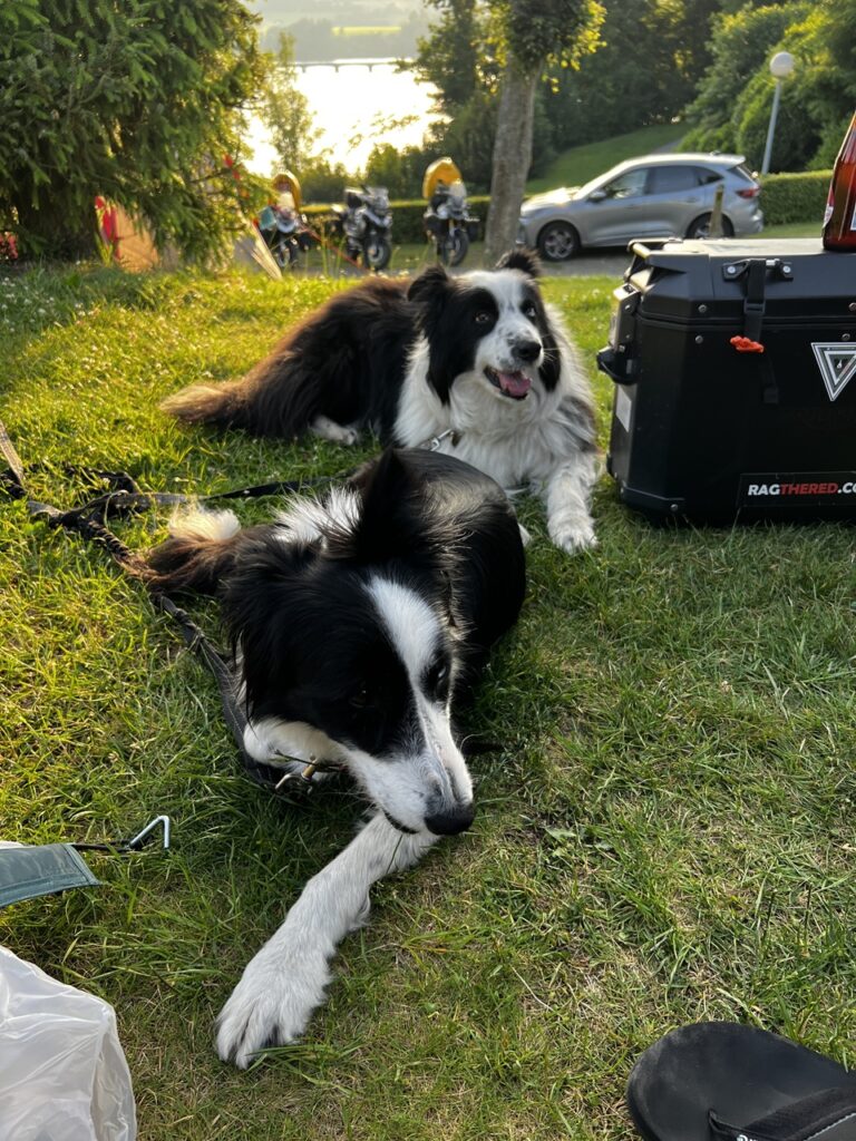 A lecöveketl kutyák a sátorállítás alkalmával.