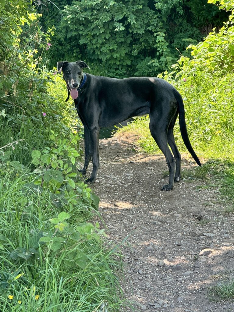 A hatalmas ezüst bundás Ace portréja a mezőn.