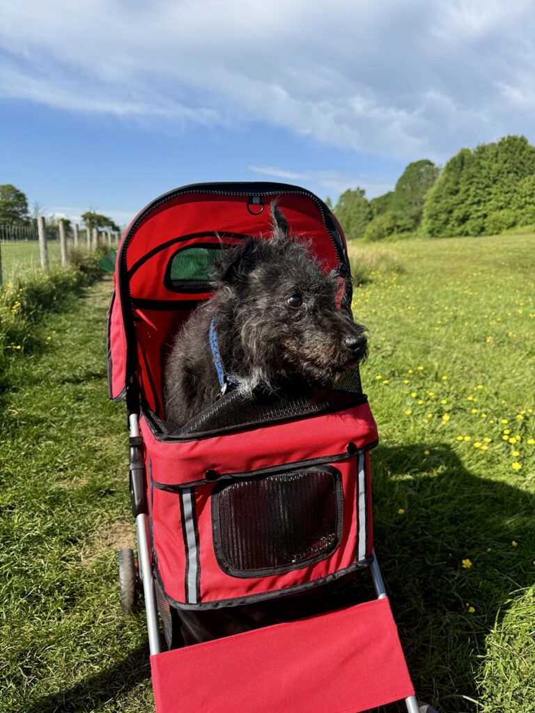 Jazzy a kutyababakocsijában jön velünk sétálni.