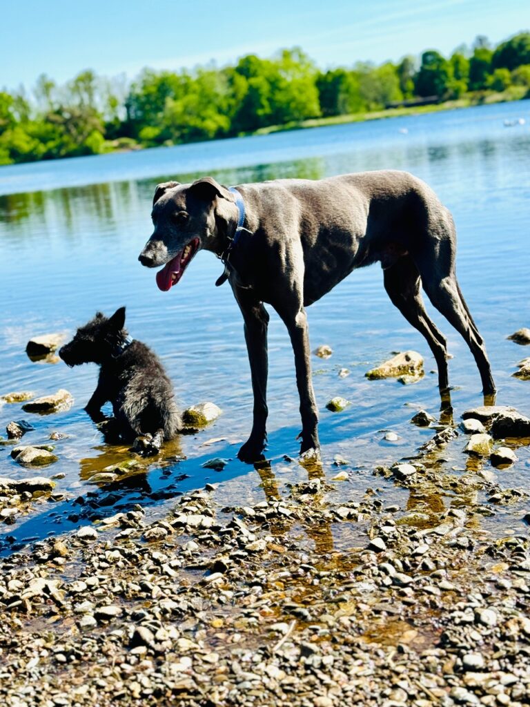 Jazzy hasal a vízben, míg Ace várja, hogy dobálják neki a következő követ.