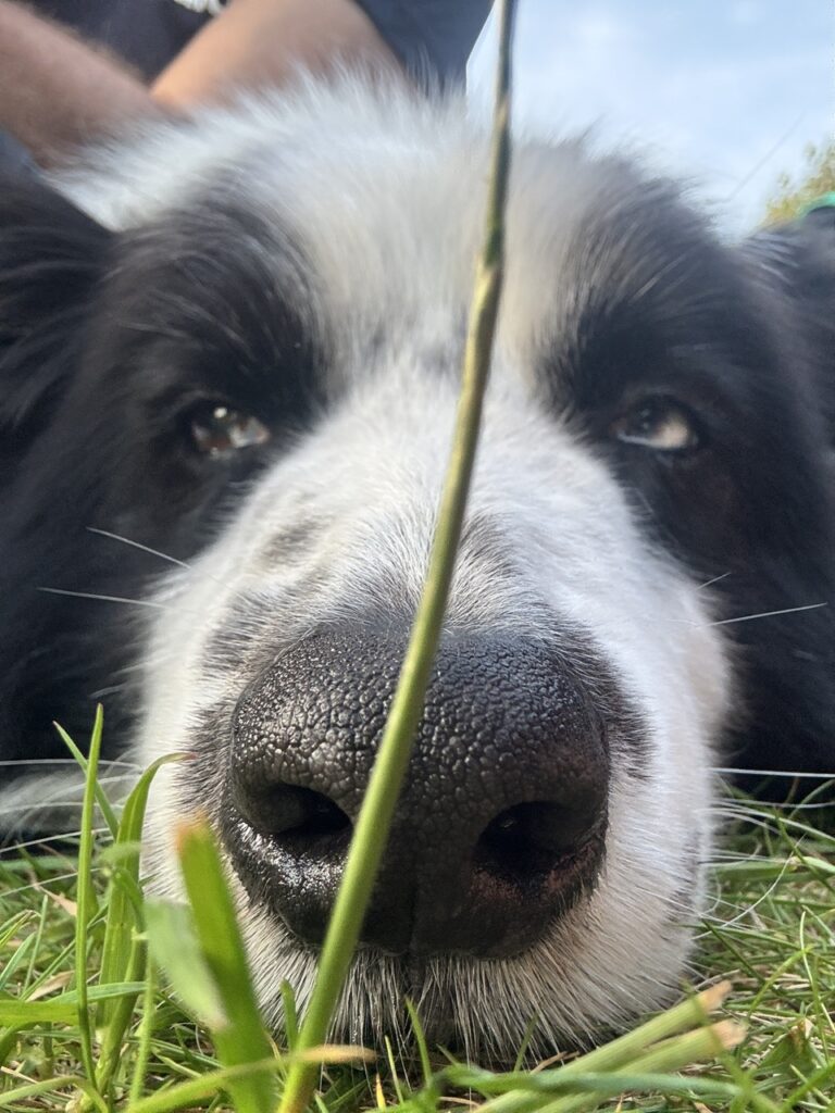 Ricky unottan néz ki a fűből az egyik kempingezés alkalmával és szemből fényképezve ebből a szögből kifejezetten nagy az orra.