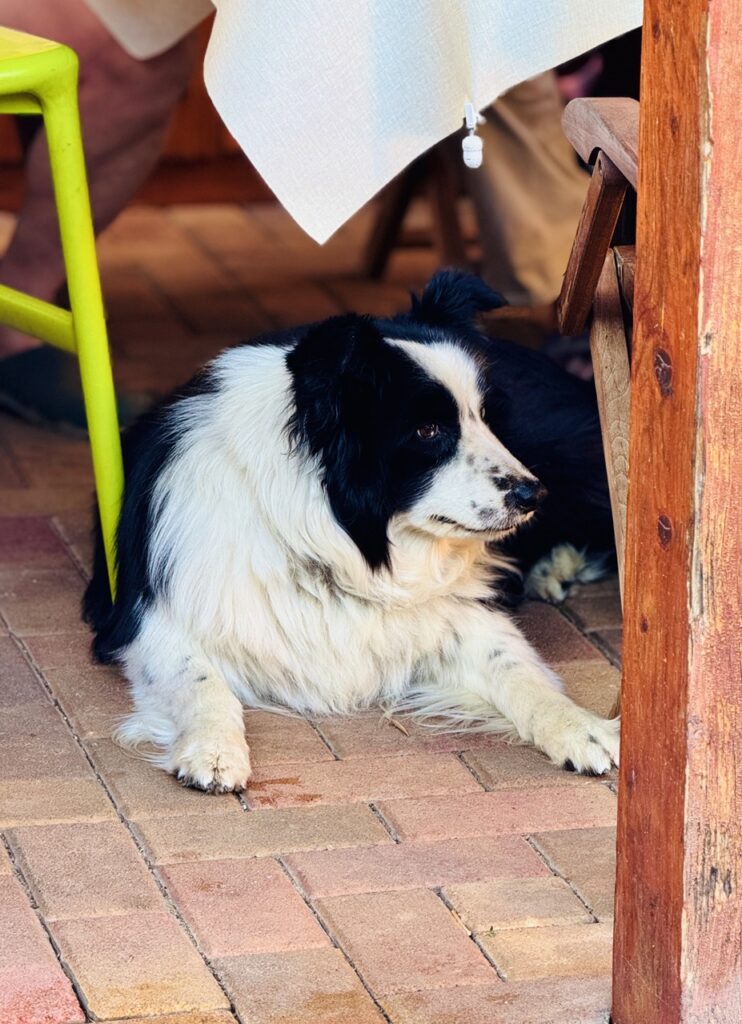 Ricky királyi nézése a családi összejövetelt az asztal alól tartotta szemmel.