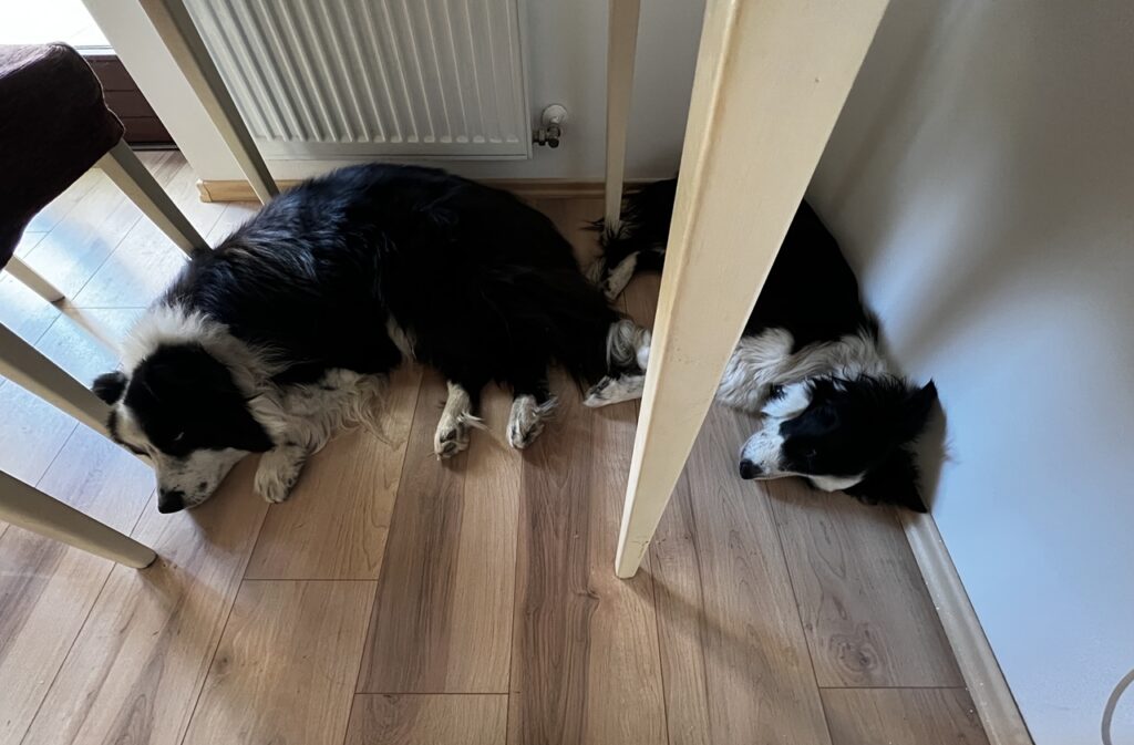 Fáradt ebek az asztal alatt: faltól falig punnyadnak.