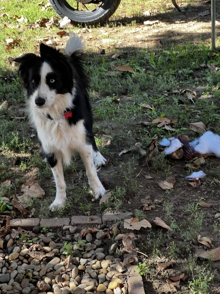 Mollz áll a kertben egy széttépett plüsi mellett.